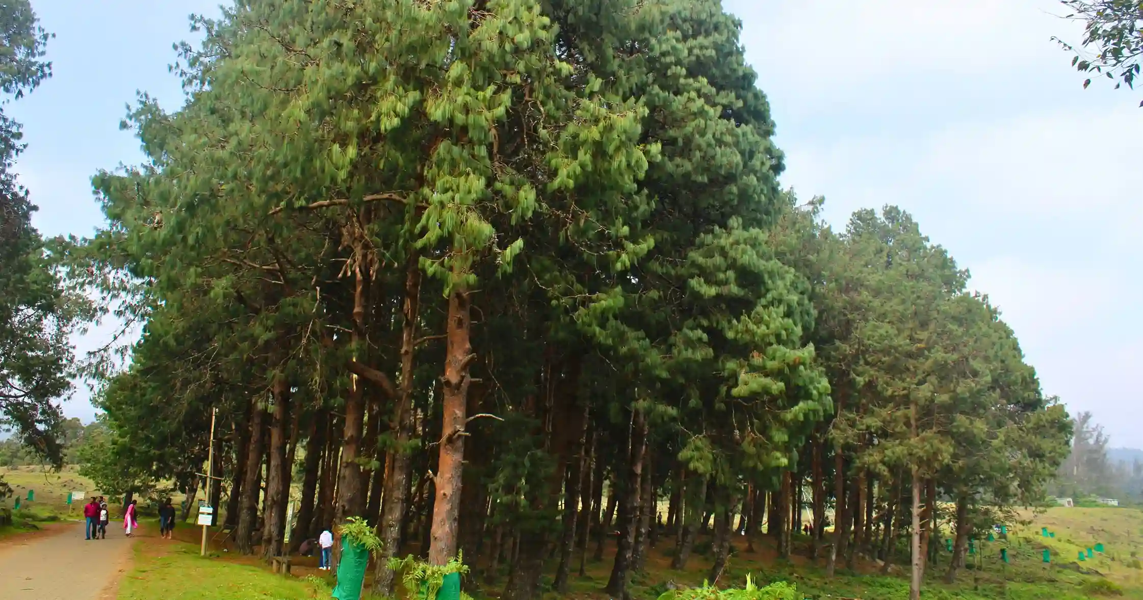 Eucalyptus forest in avalanche lake sanctuary