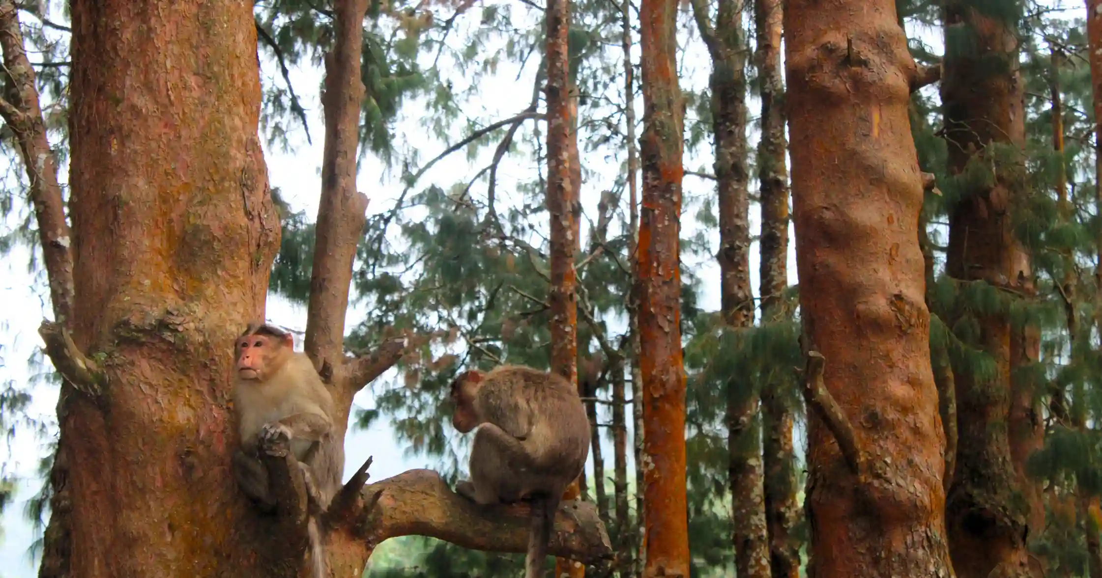 Monkeys in Avalanche lake sanctuary