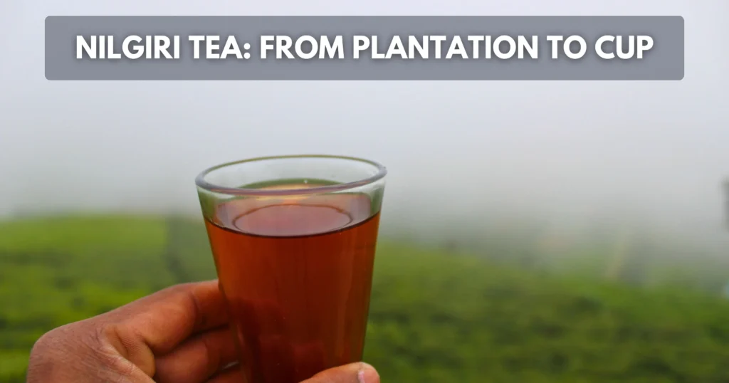 Nilgiri Tea Making